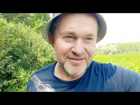 Видео: Самогон из борщевика. Послесловие.