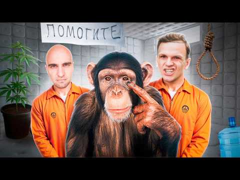 Видео: СОШЛИ С УМА И ПОТЕРЯЛИ ВСЁ / БЛОГЕРСКАЯ ШИЗА (Ларин, ЛиКей)
