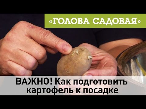 Видео: Голова садовая - ВАЖНО! Как подготовить картофель к посадке