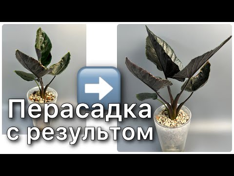 Видео: Пересадка Алоказии Анторо Вельвет ‘Antoro Velvet’ Фитильный полив Минеральный грунт