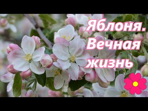 Видео: Яблоня. Вечная жизнь