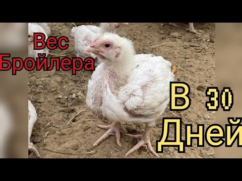 Видео: Вес бройлеров в 30 дней//привесы