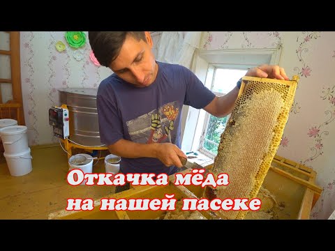 Видео: ОТКАЧКА ПЕРВОГО ЛИПОВОГО МЁДА НА НАШЕЙ ПАСЕКЕ В 2023 ГОДУ
