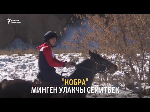 Видео: "Кобра" минген улакчы Сейитбек