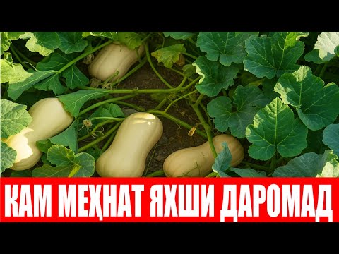 Видео: Сурхондарё шароитида такрорий экин сифатида экилган Плуто F1 (Squash Pluto F1-Sakata)