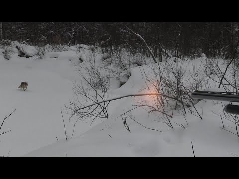 Видео: Охота на волка вспоминаем самые яркие моменты  (Winterjagd auf Wolf Top-Momente)