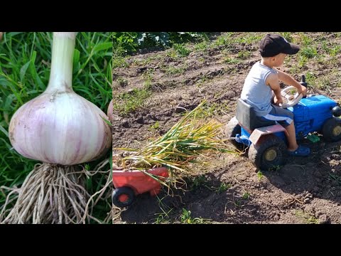 Видео: Копаємо часник (харківський). Не все так просто.