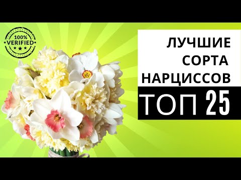 Видео: Топ 25 лучших сортов нарциссов на моей ферме