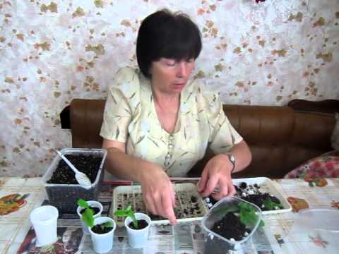 Видео: Стрептокарпусы: рассаживаем деток. Сайт www.fialki-mk.ru