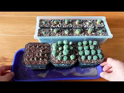 Видео: Lophophora williamsii - культовый кактус который должен быть в каждой коллекции.
