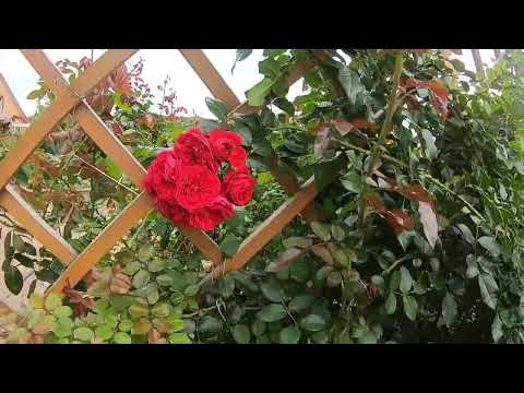 Видео: Взрослая роза не растет после пересадки?