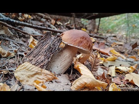 Видео: 27 Жовтня.Восінні Карпати за Білими Грибками