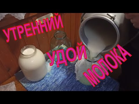 Видео: Корова 5 месяцев стельности 15 литров МОЛОКА в сутки! Рацион кормления! Вывели всех на прогулку!
