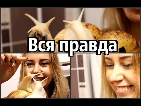 Видео: ПЛЮСЫ И МИНУСЫ СОДЕРЖАНИЯ УЛИТОК | ВСЯ ПРАВДА | УБОРКА КОНТЕЙНЕРА УЛИТОК