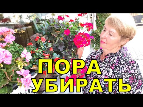 Видео: Они будут расти и цвести  всю зиму. Сделай так и радуйся.