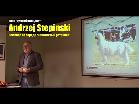 Видео: Семинар по породе золотистый ретривер / Golden Retriver Breed seminar. Andrzej Stepinski