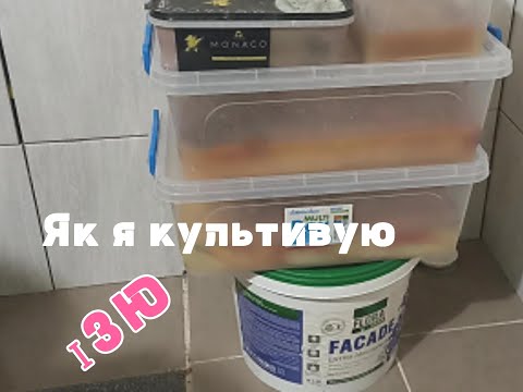 Видео: Як я культивую ізю / How I cultivate iza 4К