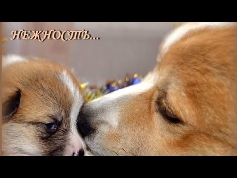Видео: Беременность и роды у корги. Поговорим?