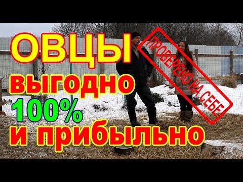 Видео: Содержание овец зимой без выпаса//100% ВЫГОДНО и ПРИБЫЛЬНО.