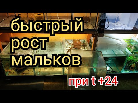 Видео: Что я делаю, что бы мальки росли быстро и не болели