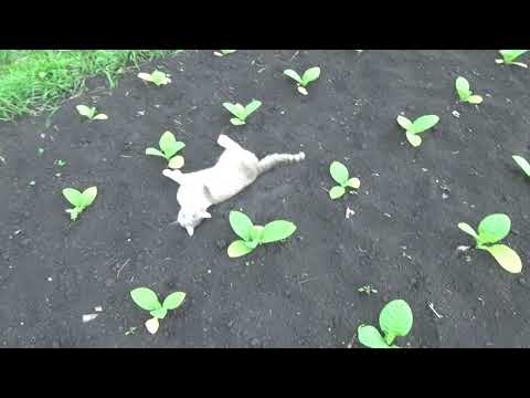 Видео: Совка и как ее поймать. Табак растет.