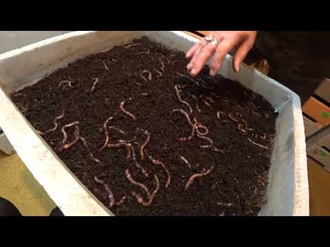 Видео: Маточники. Последовательность формирования.