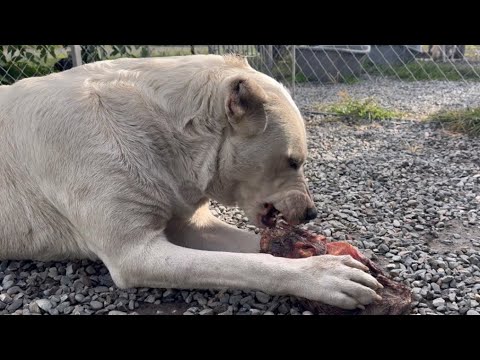 Видео: К нам приехали друзья из Москвы/Раздача вкусняшек собакам 