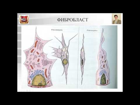 Видео: Лекция №4. Собственно соединительные ткани. Лекция по гистологии.