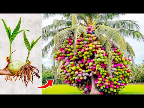 Видео: 1 на Миллион! Редкие Фрукты, которые Вы Увидите Впервые в Жизни!