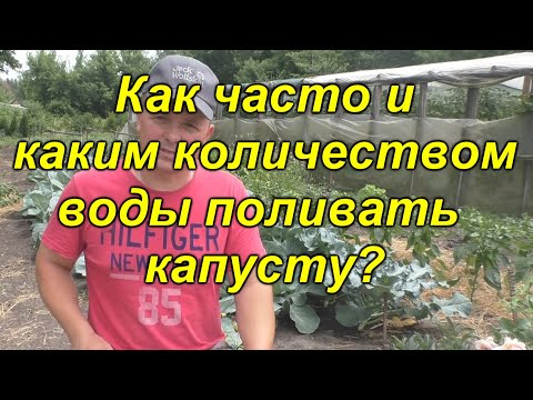 Видео: Как правильно поливать капусту. Всё о поливе капусты.