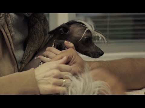 Видео: ВЕТЕРИНАРЫ СЕРИЯ 8