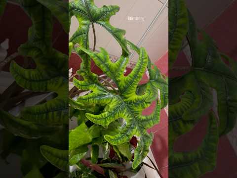 Видео: Алоказия Жаклин, которая не Жаклин.  #комнатныерастения #алоказия