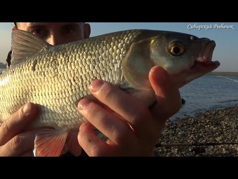 Видео: Ловля ЯЗЯ на ПЕНОПЛАСТ на реке Обь (ГЭС)