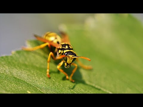 Видео: Осите през есента и проблема с тях🙂