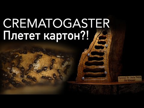 Видео: Муравьи из Танзании! Crematogaster chiarini
