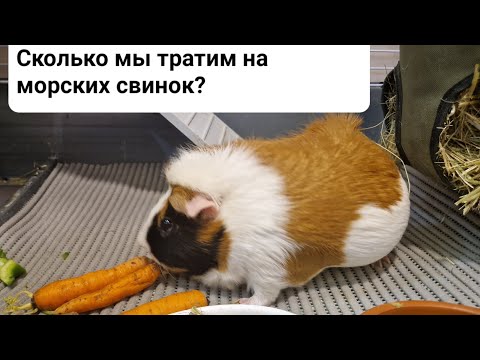 Видео: Наши траты на морских свинок в месяц.