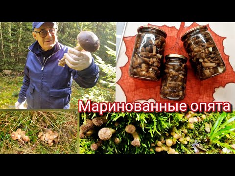 Видео: Ну что, друзья, Опята пошли! 😄Запах леса, аромат специй и настроение осени.