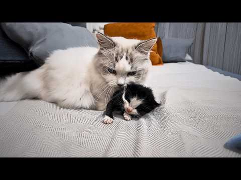 Видео: После спасения умирающего котёнка из снега, нежная кошка Рэгдолл вырастила его как собственное дитя.
