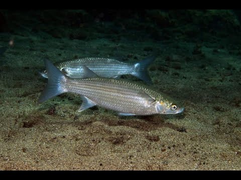 Видео: Ловля кефали и морского карася на фантомас