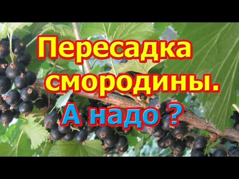 Видео: Пересадка смородины. Как правильно пересадить.