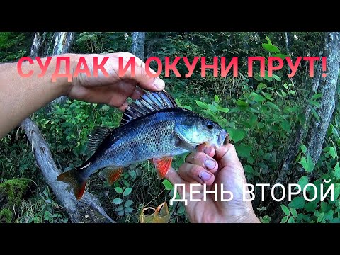 Видео: ВЕРТУШКА РАЗДАЁТ 🔥!!! РЫБАЛКА НА СПИННИНГ!!!