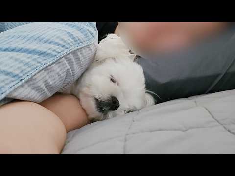 Видео: Мальтийский джуди, щенок, который клюет щенком.