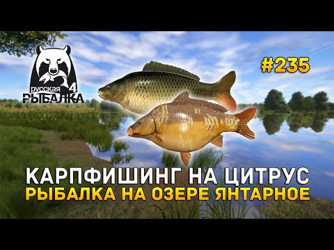 Видео: Карпфишинг на Цитрус. Рыбалка на озере Янтарное - Русская Рыбалка 4 #235