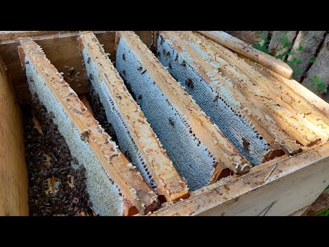 Видео: Карпатка, Карпати і МЕД (05.07.24)🍯🍯🍯