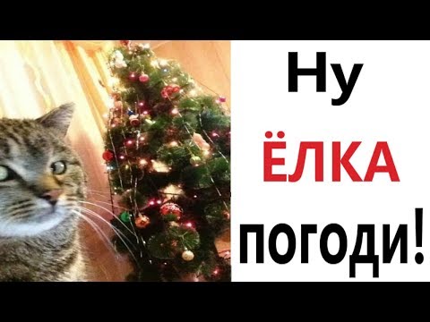 Видео: Лютые приколы. НУ, ЁЛКА, ПОГОДИ!!! Самое смешное видео! Попробуй не засмеяться! - Domi Show!