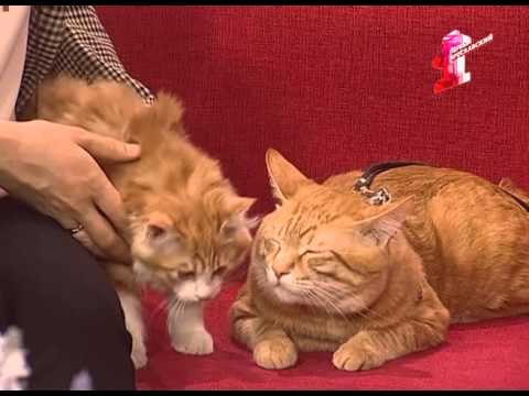 Видео: Курильские бобтейлы-кошки с характером