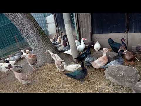 Видео: Скільки яєць несуть мускусні качки