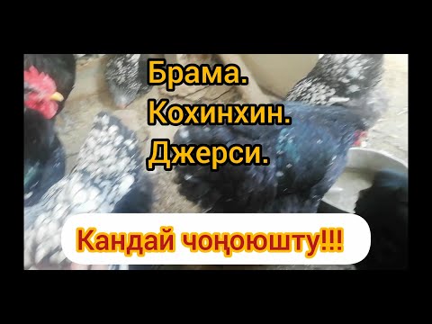 Видео: Баягы жөжөлөр кандай чоңоюшту. Бираз таанышуу!!!