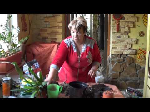 Видео: Юкка( Юкка Слоновья). Неприхотлива, Экзотична  И Приятна Во всех Отношениях