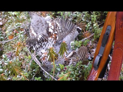 Видео: ОХОТА / РЯБЧИКИ ЛЕТЕЛИ НА МАНОК...